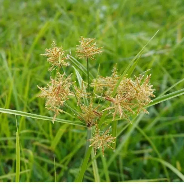 thumbnail for publication: Weed Management Guide for Florida Lawns